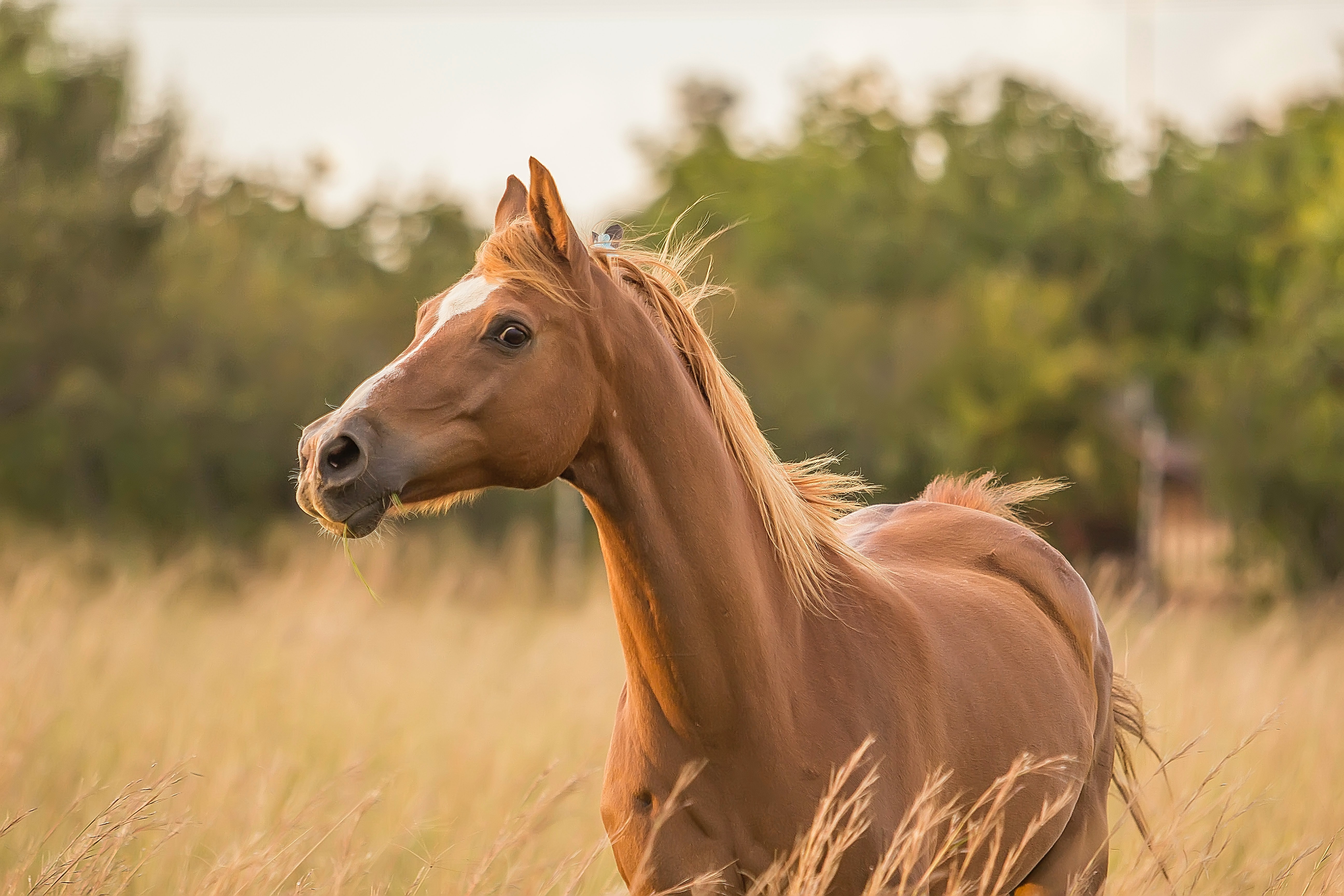 Horse stand. Хафлингер порода лошадей. Жеребенок "Хафлингер". Морда лошади. Красивые морды лошадей.